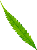 hero leaf 4